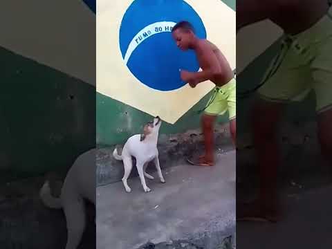 Brazilian Dog Dancing With A Boy Brazil Dance Ytshorts