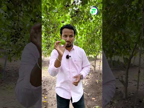 क य इस प रक र क न ब आपन द ख थ Seedless Lemon Shorts Indianfarmer क य इस प रक र क न ब आपन द ख थ Seedless Lemon Shorts Indianfarmer