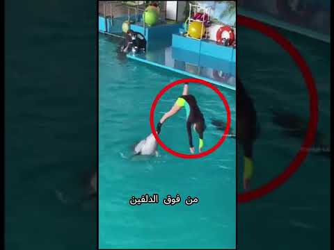 لن تصدق ماذا فعل هذا الدلفين عندما سقطت الفتاة اكسبلور ترند