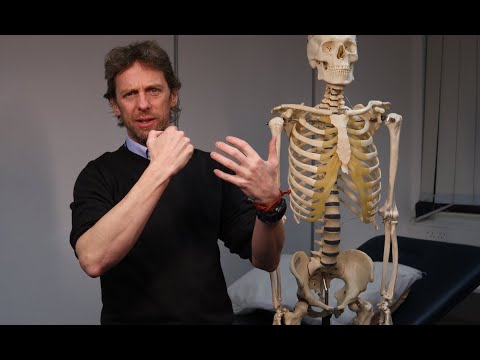 Posterior Forearm Muscles Identifying