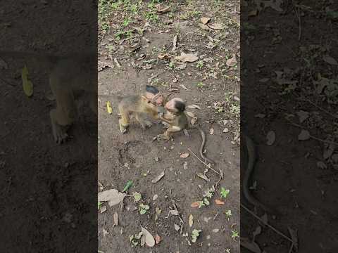 Boran And Shavara Playing With Shorts Shortsfeed Shortvideo Short