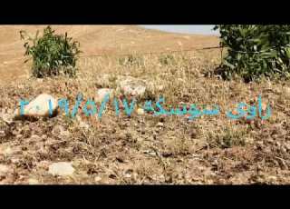 راوی سوسکە ۲۰۱۹