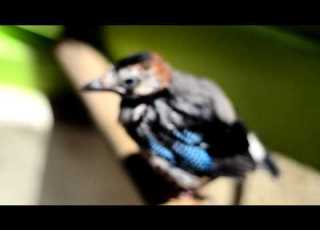  Eurasian Jay القيق الأوراسي