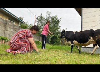 A Simple Day In Village Life Feeding Cows Baking Cake