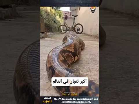 اضخم ثعبان في العالم هذا غير معقول