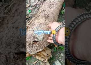 র কর ড ভ ঙল আজ Gardeningshorts Newbud Rarefact ম নকচ Amazingfact Recordbreaker