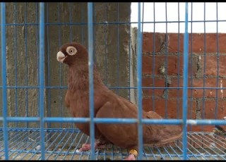 The Egyptian Pigeon للبيع مجموعه من الحمام الغزار الاحمر القطقاطي الصافي