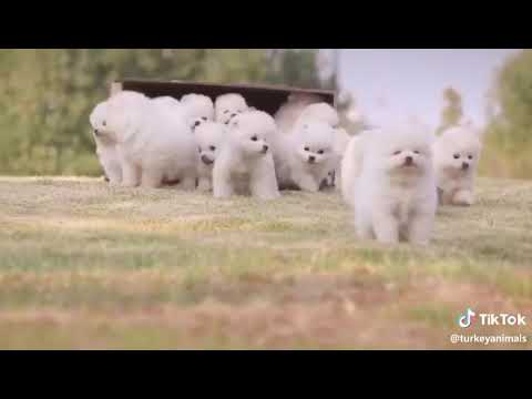 اجمل كلاب زينة