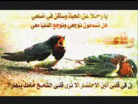 لا باس يا شمعة غلا طهر الأرواح ـ عبدالله السكيتي