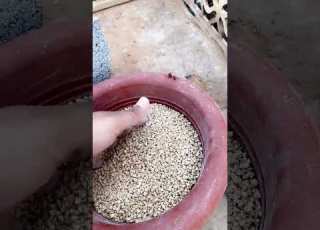 اعلاف الدجاج الدجاج يحتاج علف بياض لزيادة انتاج البيض خاصتا الفتره هذي