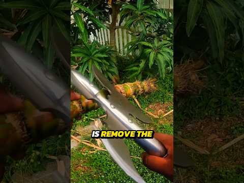 Wie Man Selbst Angebautes Zuckerrohr Isst