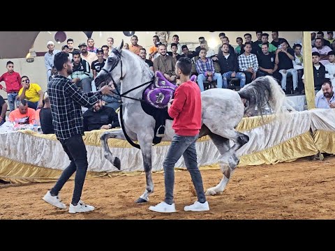 ديزل العمدة و مصطفى كرم سرحان حفلة الشيخ ناصر المنصوري الهرم 2023