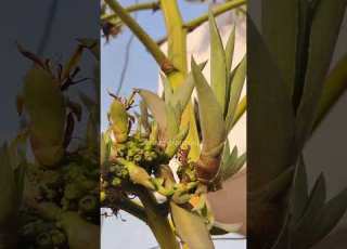 Agave Blooms Once To Live Forever In Legacy AgaveBloom BloomingBeauty RareBloom GardenInspiration