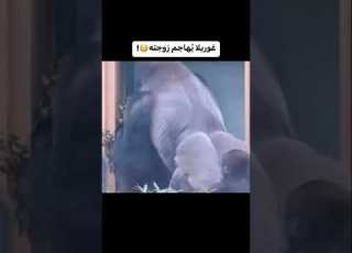 غوريلا يهاجم زوجته