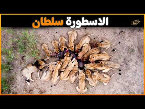 الأسد سلطان ملك 16 لبؤة وذبح كل من اقترب من نسائه
