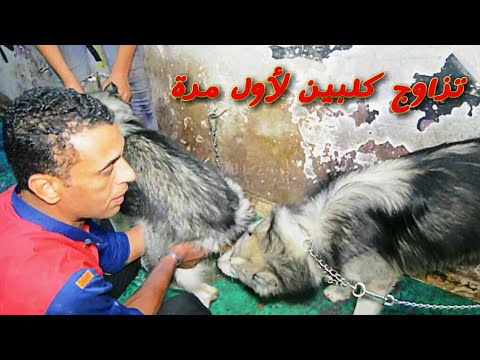 جواز كلبين هاسكى لأول مرة وتعليم الذكر طريقه التزاوج بسرعه وازاى تساعد الذكر على التعرف على الانث