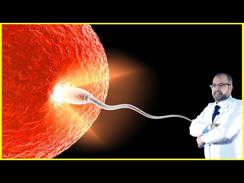 زيادة الحيوانات المنوية وكمية السائل المنوي دكتور جودة محمد عواد