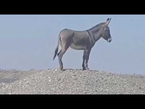 وقفت بطل دون الوطن درع وحزام