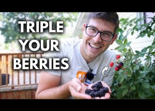 Game Changing Tip To Grow SUPERNATURAL Blackberries