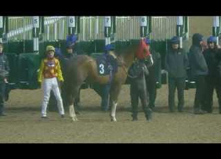  RACE NO 1 WOLVERHAMPTON UK 13 FEB 2026