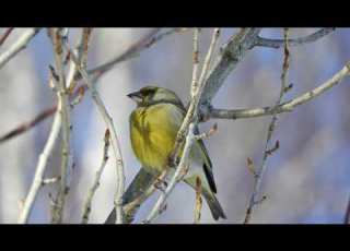 Песня обыкновенной зеленушки Chloris Chloris European Greenfinch Song