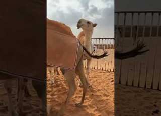  انتاج بدران ل موسى محمد الموسى