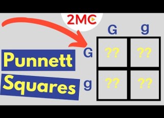 Punnett Square Basics Mendelian Genetic Crosses