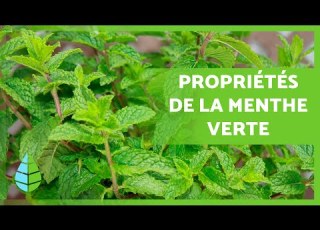 BENEFITS Of SPEARMINT Properties How To Consume It And Contraindications