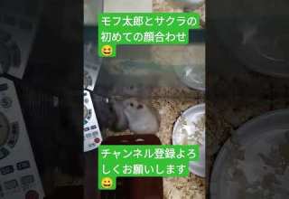 モフ太郎とサクラが