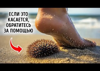 Необычные факты о морских животных скрывающихся под водой