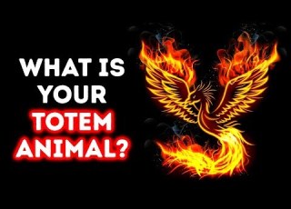 What S Your Soul Animal A Cool Personality Test