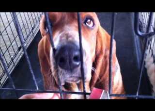  Pets In Kuwait