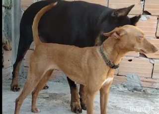 Guy Comes HomeFrom Work With AStrayDog The Dodooe