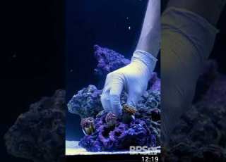 How To Set Up A Coral Garden In 30 Seconds Saltwateraquarium Reeftank Bulkreefsupply Brstv