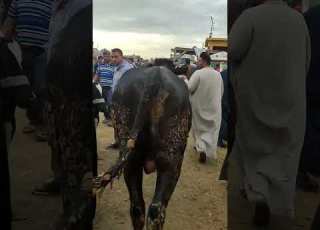 دبابة سوق المواشي بدمنهور عجل بقري لحم ب90 الف