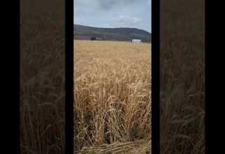 صوت سنابل القمح