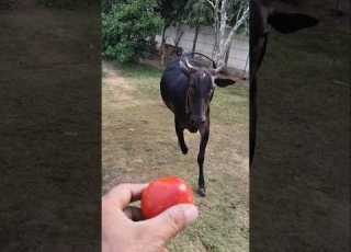 The Tomato Magnet Shorts Animals Cowlove