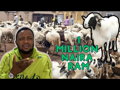 Kauf Von Widdern In Nigeria Für Das Muslimische Sallah Fest 2024