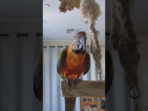 Quasar Likes Spoons Smiling In Winter Thanks Zombiefulci3301 Quasar MusicLovingParrot