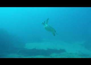 Key Largo 2026 Turtle
