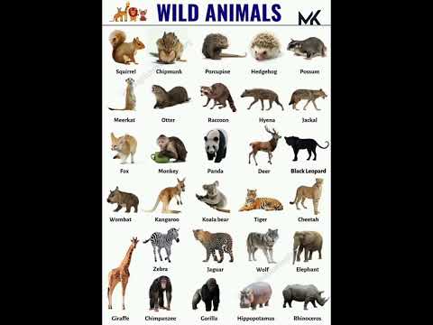 Wild Animals Name Education Mk Shorts Wild Learnwithmk5825