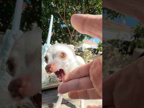 Sie Sang Das Lied Kuchi Kuchi