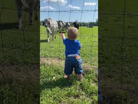 Here Come The Cows Yay Shorts Cow Farm Animals Friends