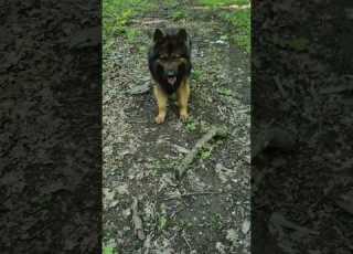 Gufi Is Enjoying A Stick
