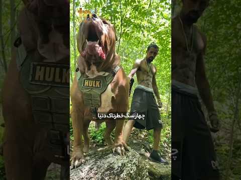 چهار سگ خطرناک دنیا ایران Explore سگ حیوانات