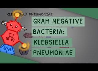  Gram Negative Bacteria Klebsiella Pneumoniae