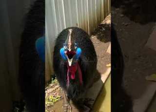 اسمع اغرب اصوات الحيوانات في العالم والاخير صدمه كبيره