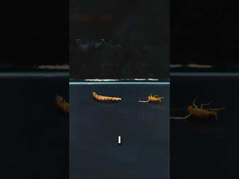 I Put Down To The Insectarium With Insects A Cordyceps Fungus Shorts