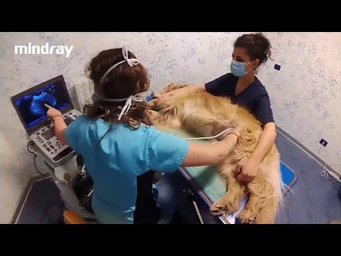 Mindray Vet Webinar Abdomen From A To Z Mindray Vet Webinar Abdomen From A To Z
