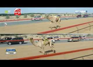 الشوط 11 شرس لـ حمد غلام بن موسى البلوشي 13 07 5 تمهيدي المرموم 2023 11 30 حول وزمول المرموم